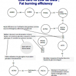 Rapport anabolyc gene