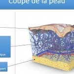 peau_collagene-960×540