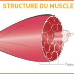 structure-du-muscle