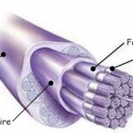 structure tendon – ligament