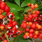 guarana