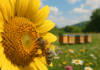 Les abeilles, gardiennes silencieuses de notre équilibre naturel